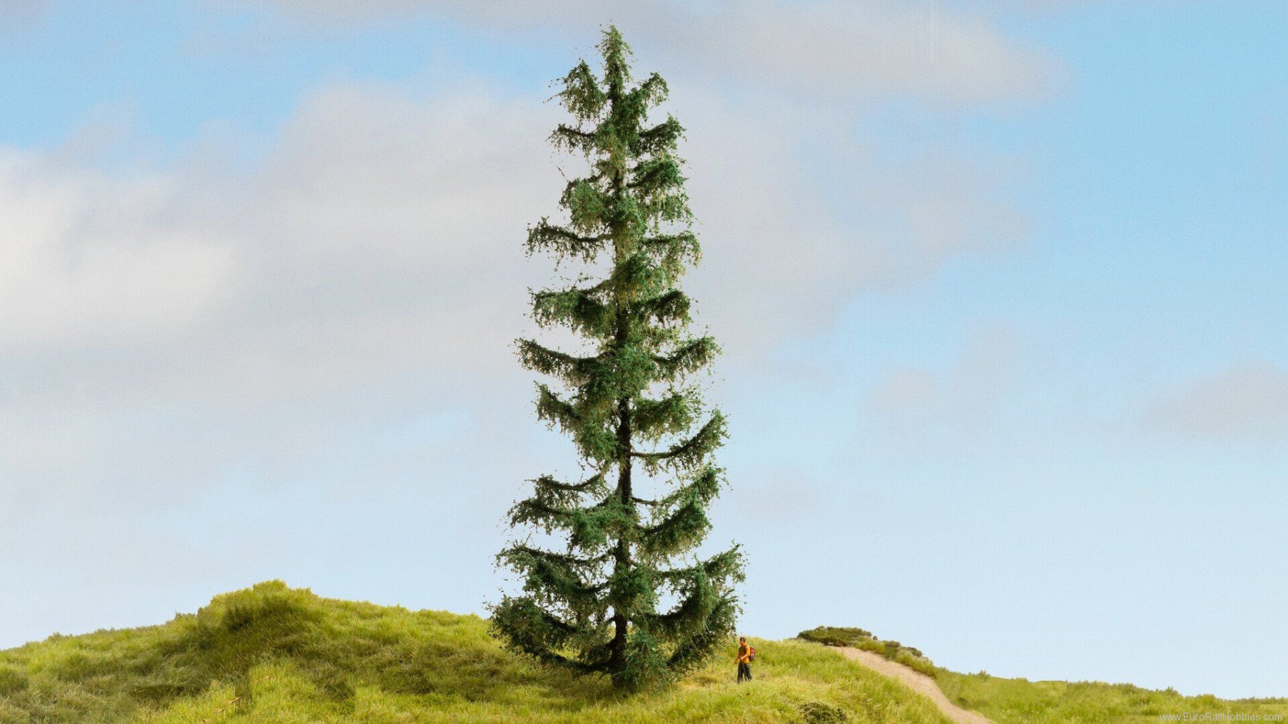 Noch 20192 Spruce Tree