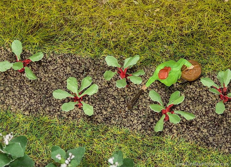 Faller 181273 28 Rhubarb plants