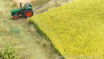 MBZ Thomas Oswald 30106 Canola Field