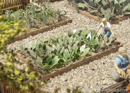 MBZ Thomas Oswald 80026 Kohlrabi Plants