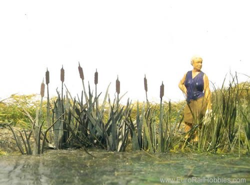 MBZ Thomas Oswald 80060 Cattails