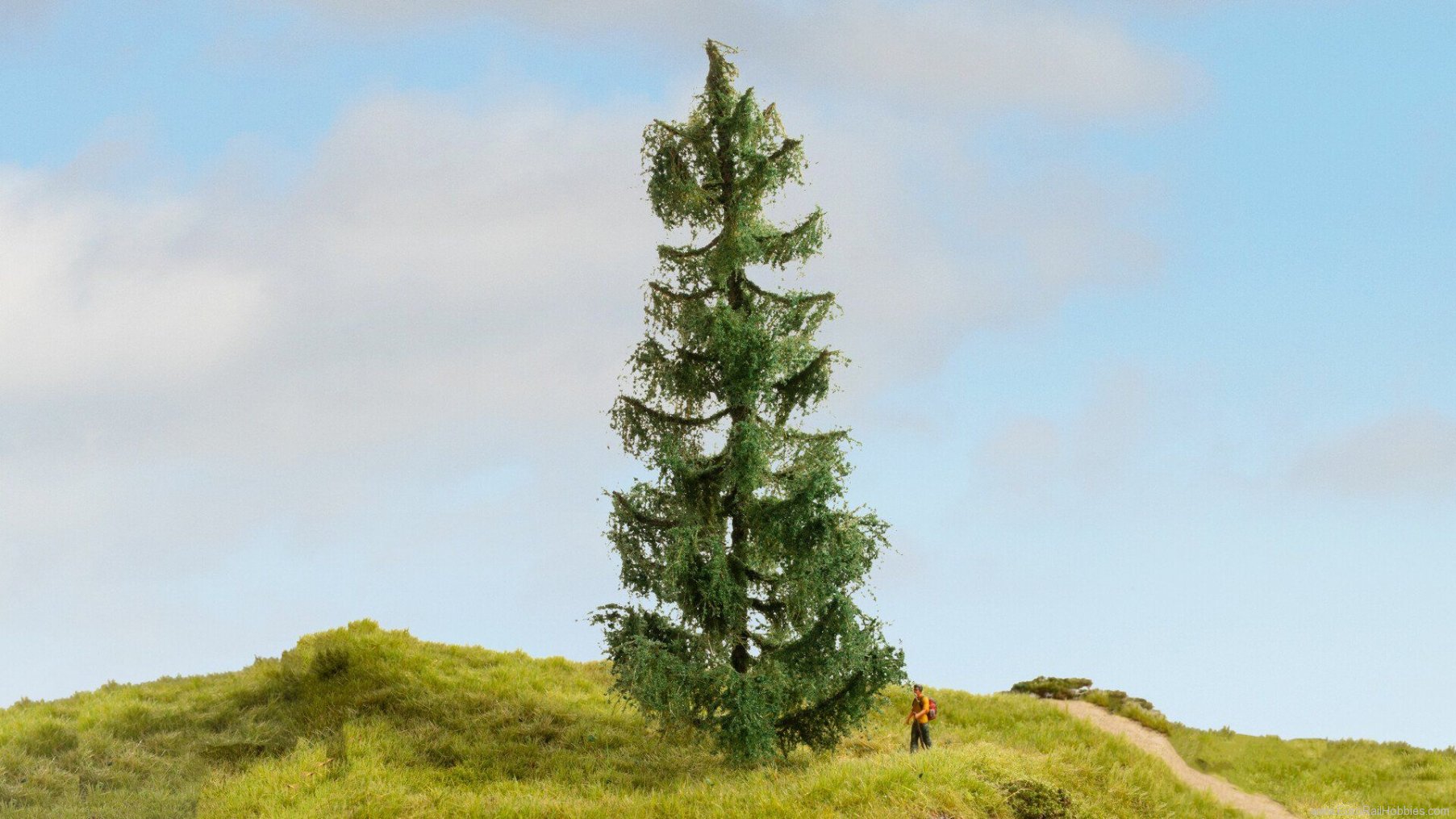 Noch 20190 Spruce Tree