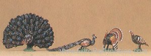 Preiser 10166 Turkey,peacock