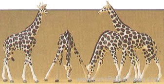 Preiser 79715 Animals -- Giraffes 