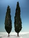 Silhouette Silflor MiniNatur 268-22 Cypress Tree, Summer 15-20cm