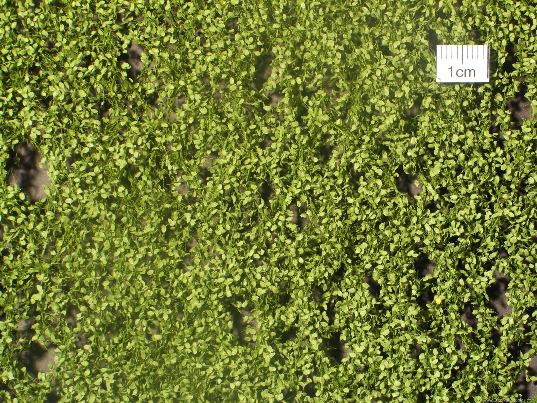 Silhouette Silflor MiniNatur 920-21S Beech foliage, Spring (15x4 cm)