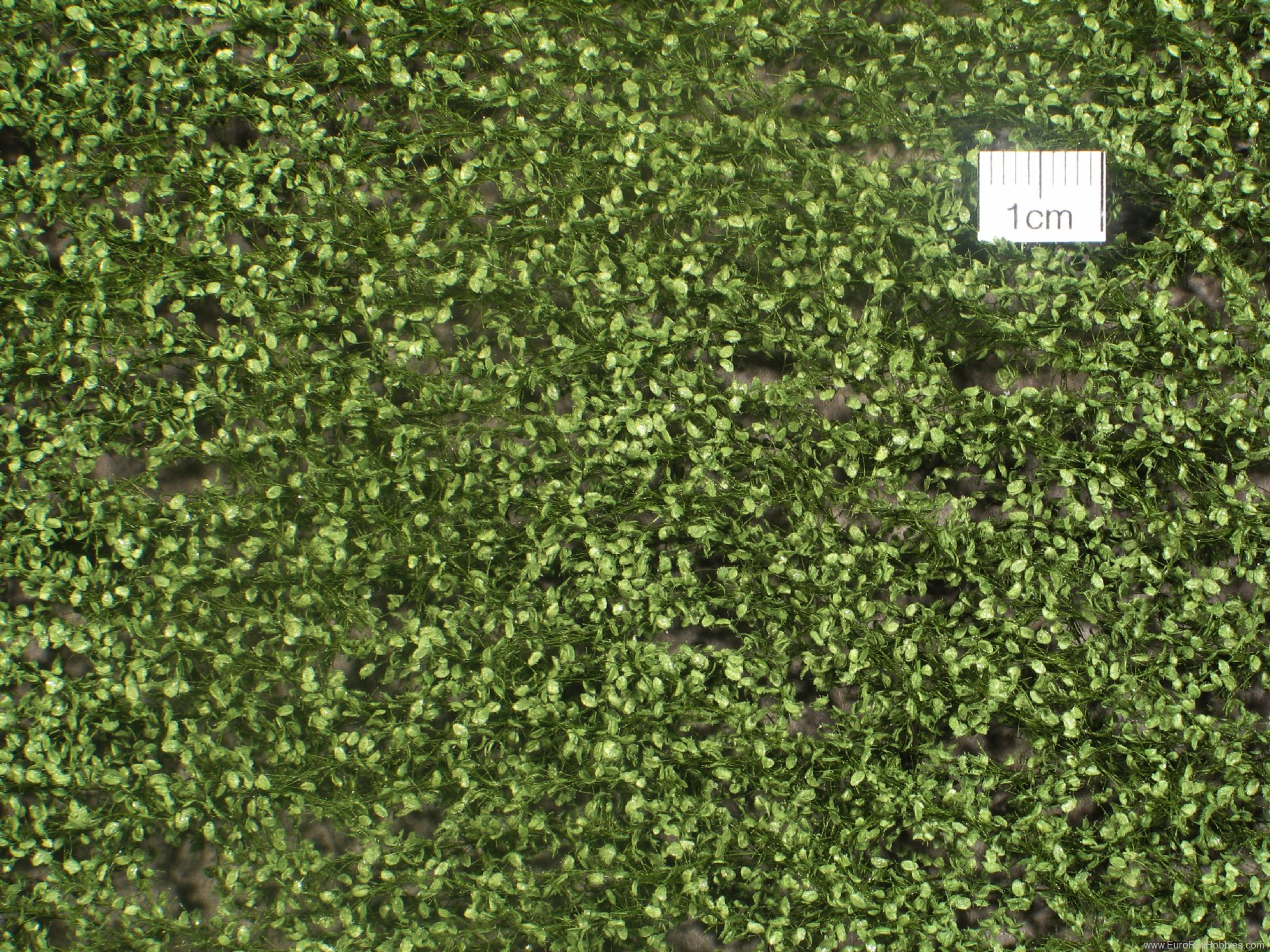 Silhouette Silflor MiniNatur 920-22 Beech foliage, Summer   27x15 cm