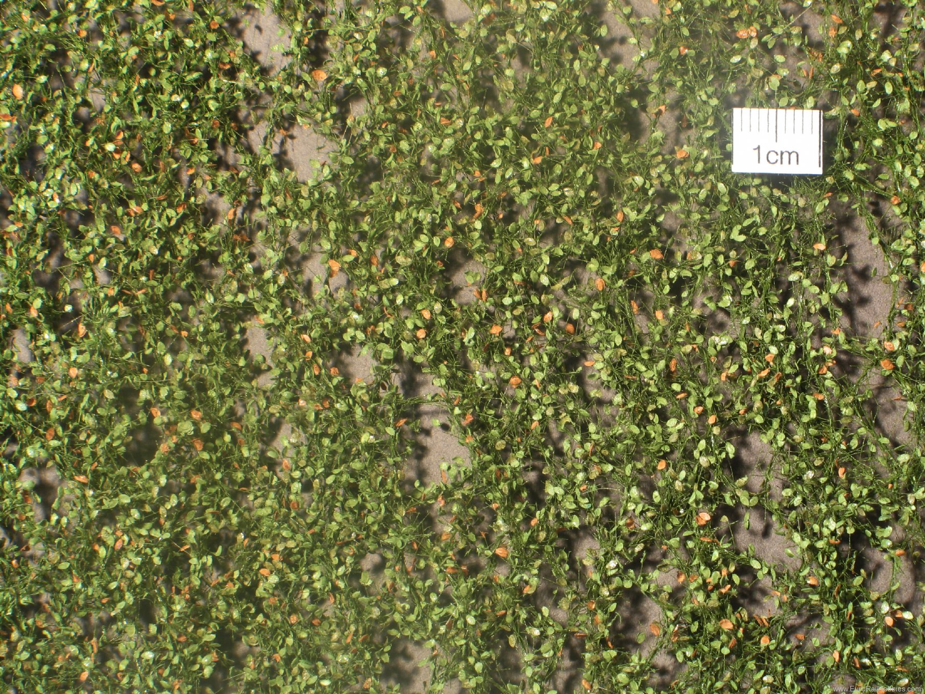 Silhouette Silflor MiniNatur 920-23 Beech foliage, Early Fall (27x15 cm)