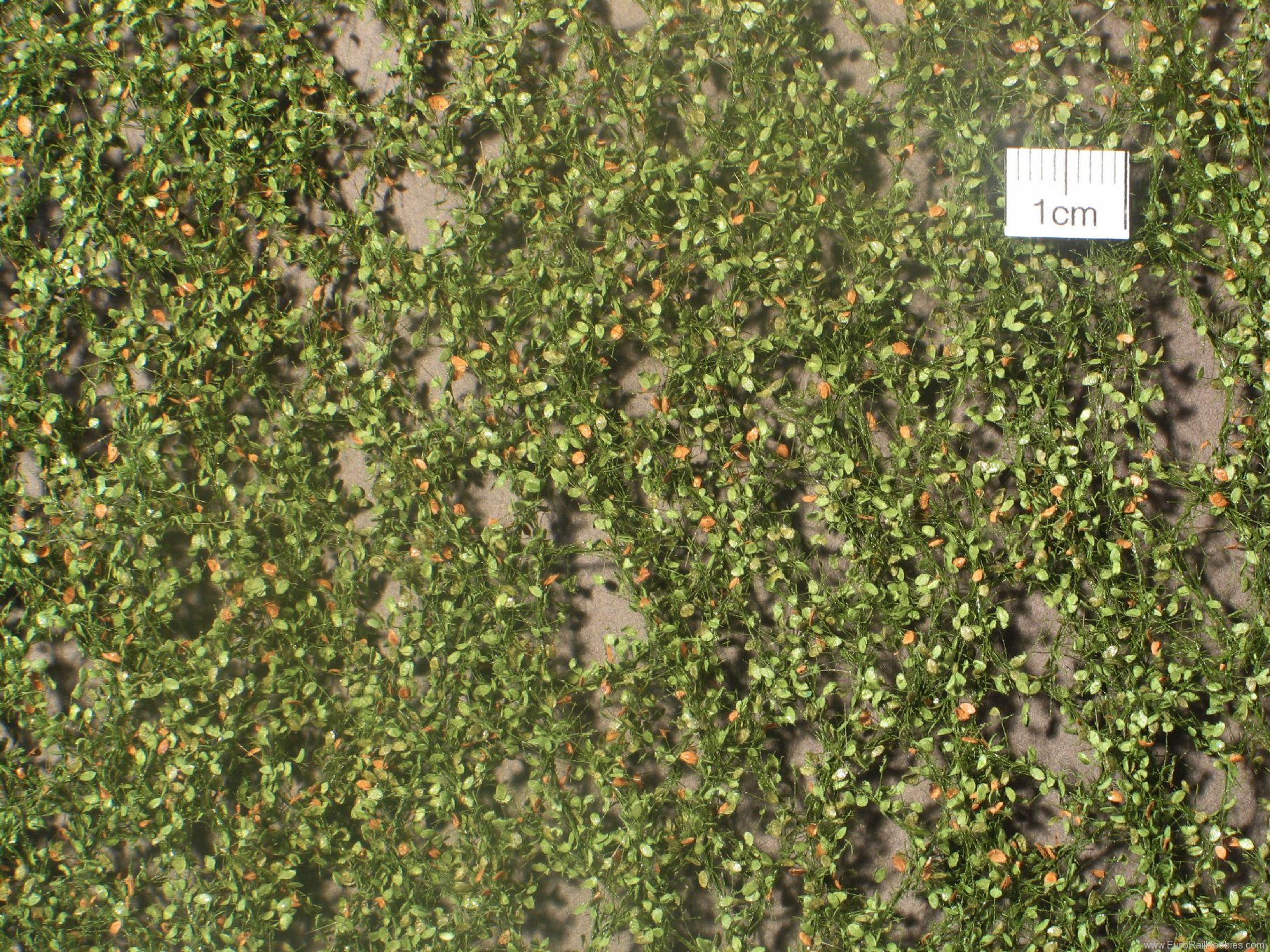 Silhouette Silflor MiniNatur 920-23H Beech foliage, Early Fall   50x31,5 cm