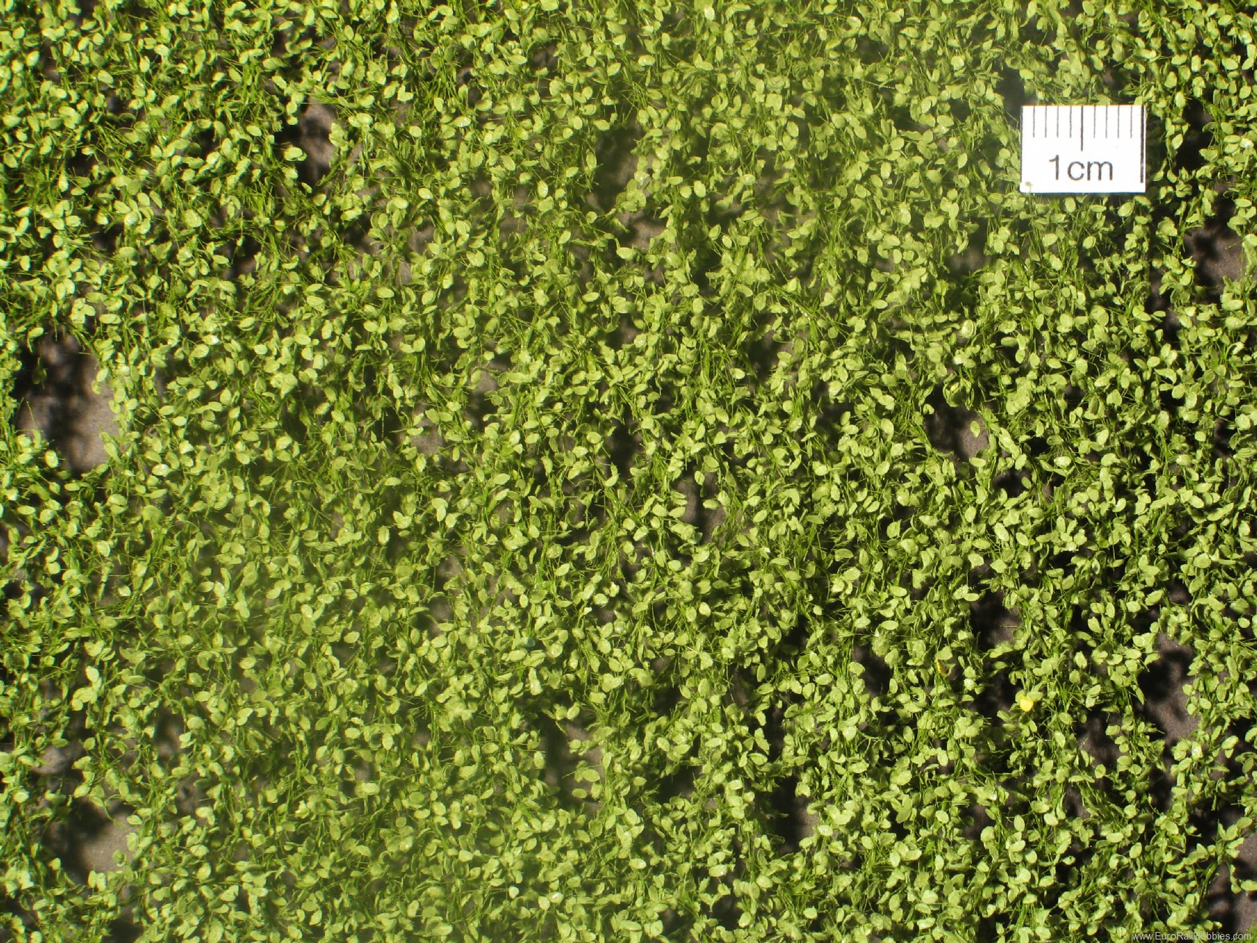 Silhouette Silflor MiniNatur 920-31 Beech foliage, Spring   27x15 cm