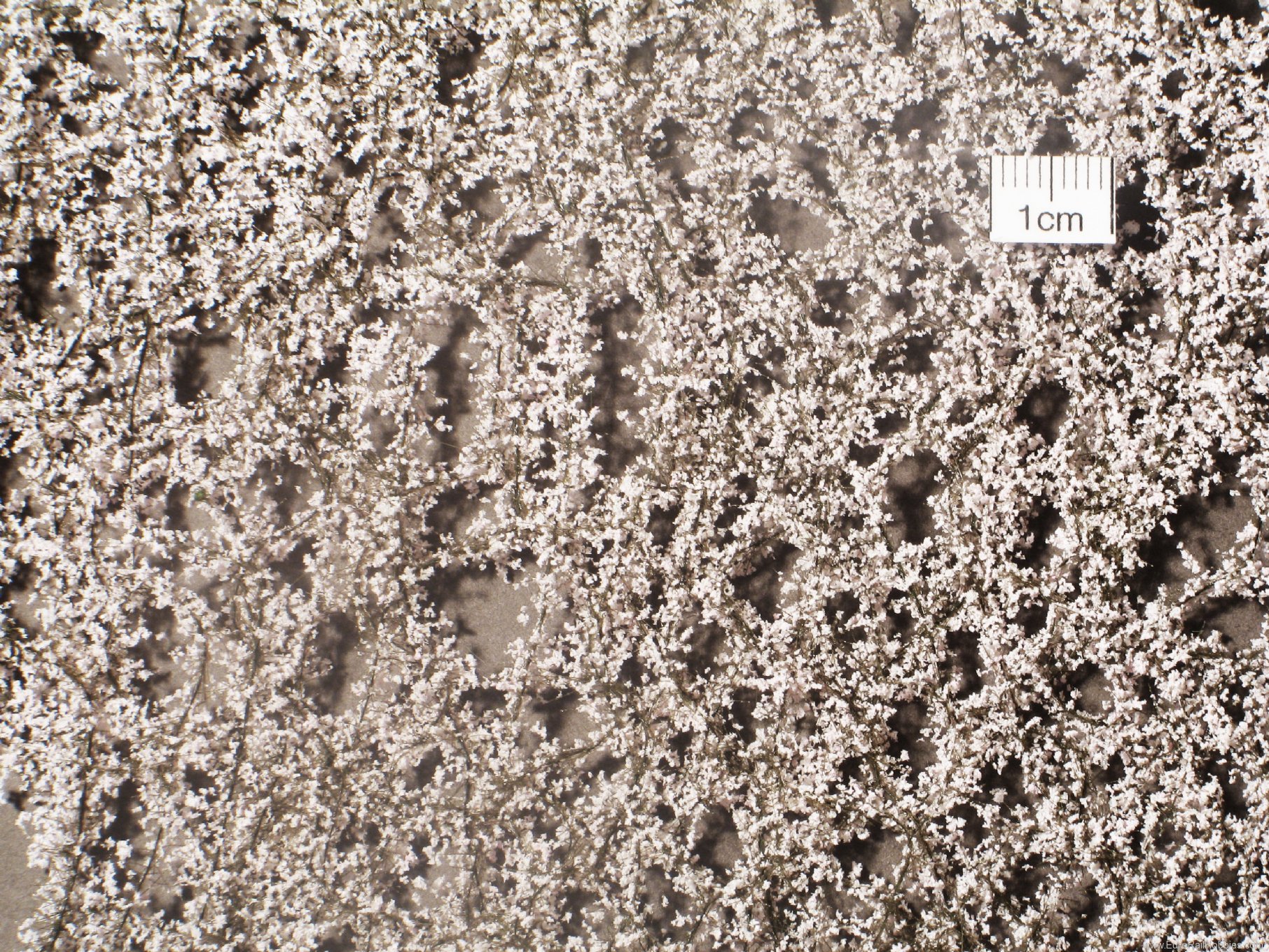 Silhouette Silflor MiniNatur 927-21G Cherry blossoms, Spring   63x50 cm
