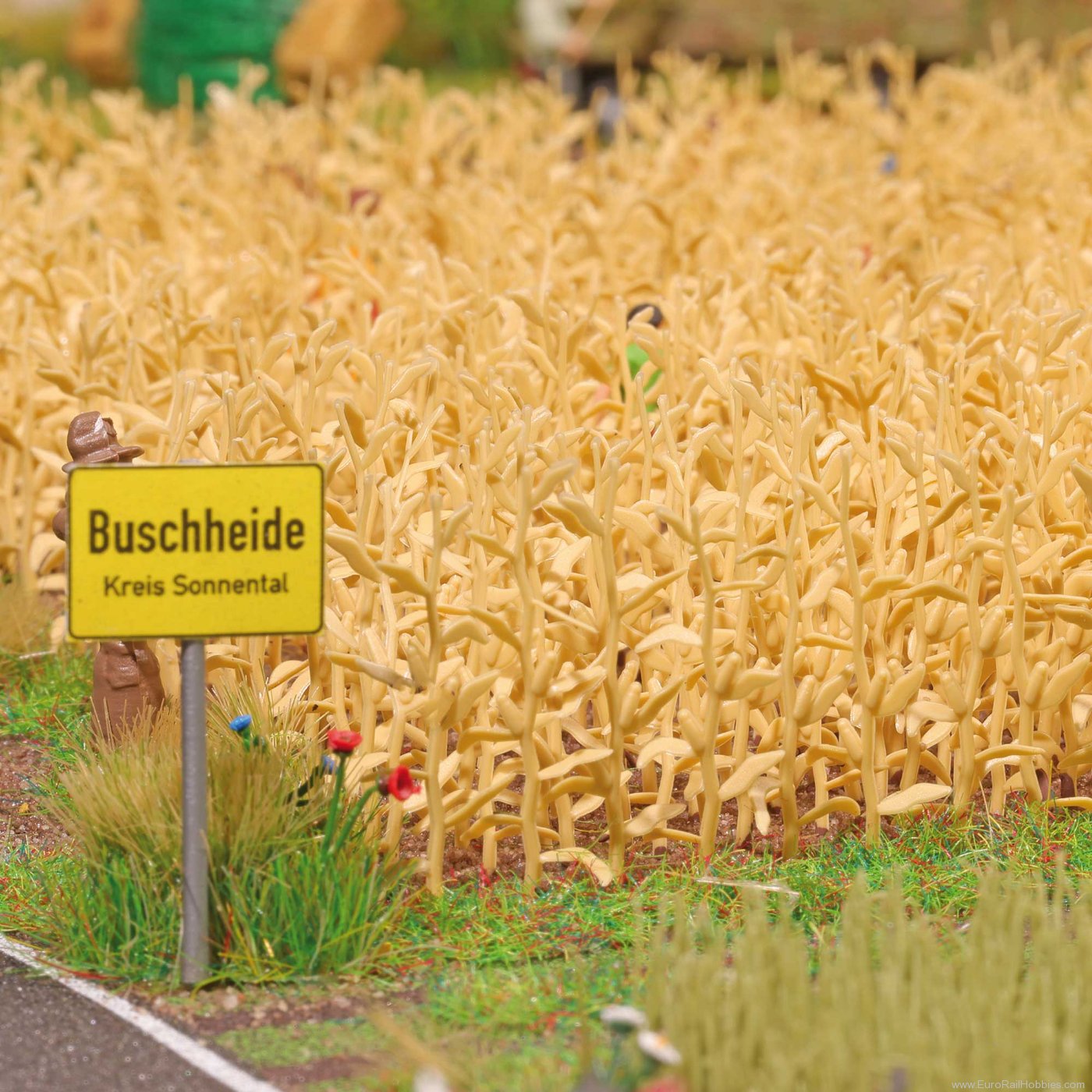 Busch 1257 Busch Corn field ready for harvest
